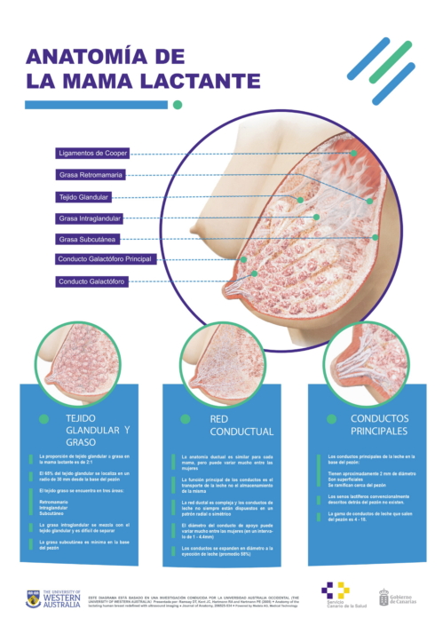 MATRONAS. Anatomía de la mama lactante