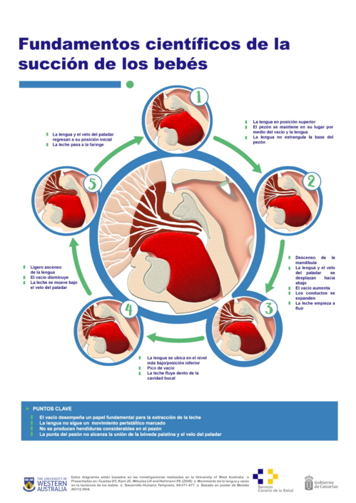MATRONAS. Fundamentos científicos de la succión de los bebes
